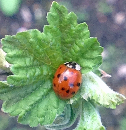 ladybug_april_garden