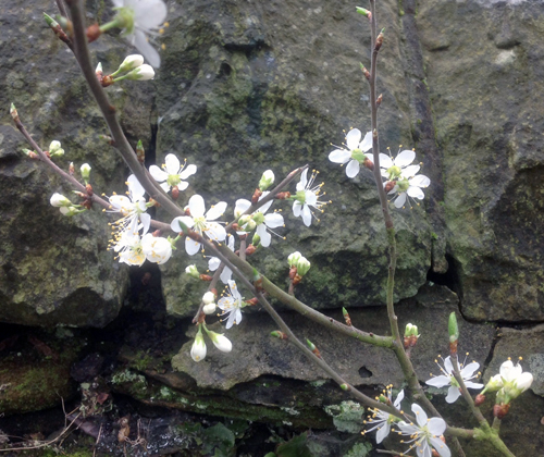 plum_april_blossom