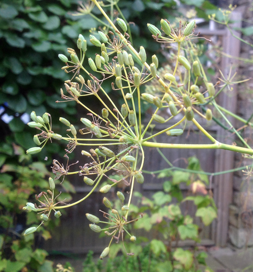 fennel_seed_sept_2014