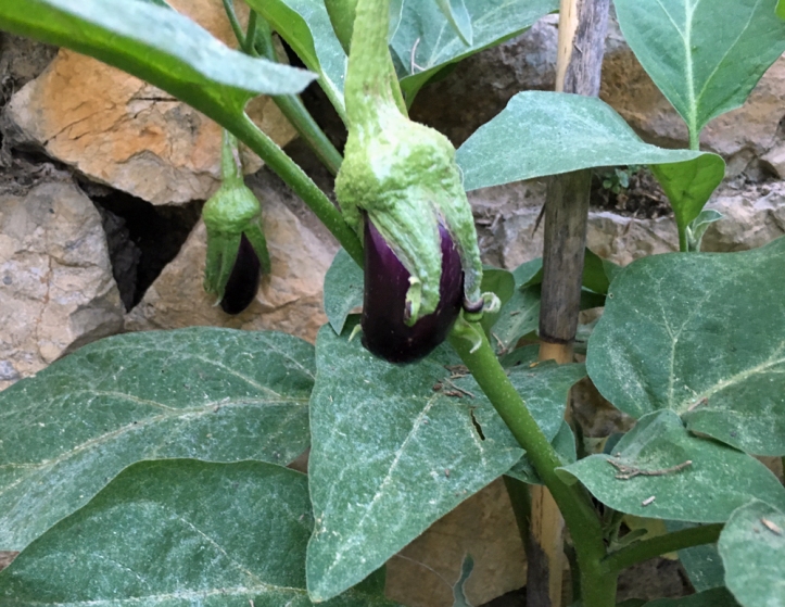 aubergines_growing